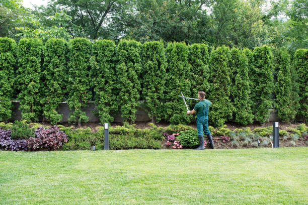 Best Lawn Maintenance Plans  in Ahoskie, NC